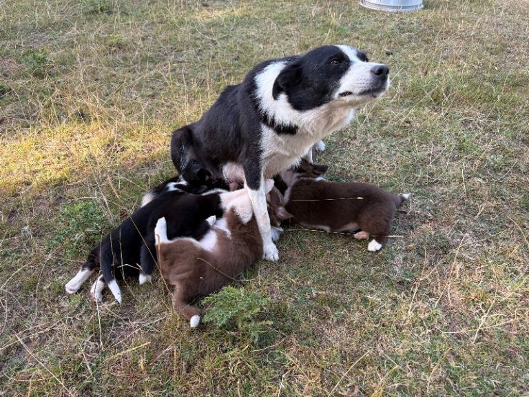 Beautiful border collie pups for sale