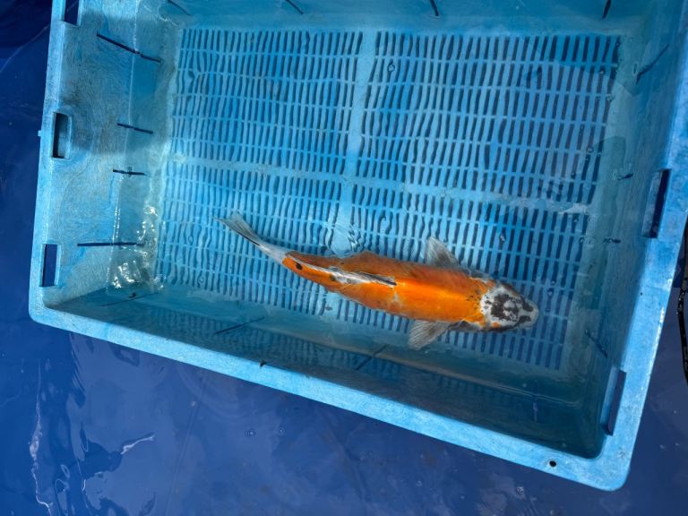 Koi