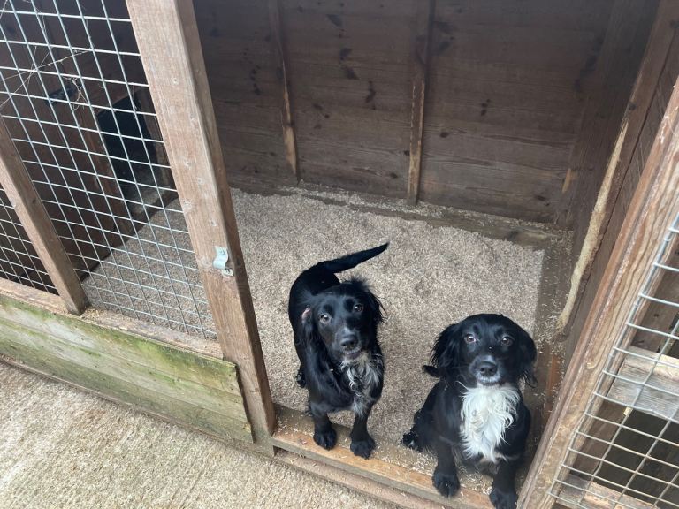2 female cocker spaniels 