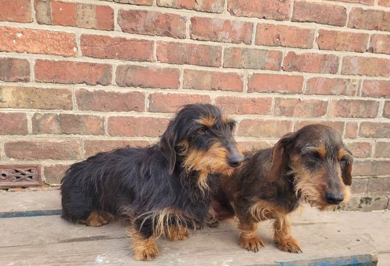 Wire-haired dachshunds 
