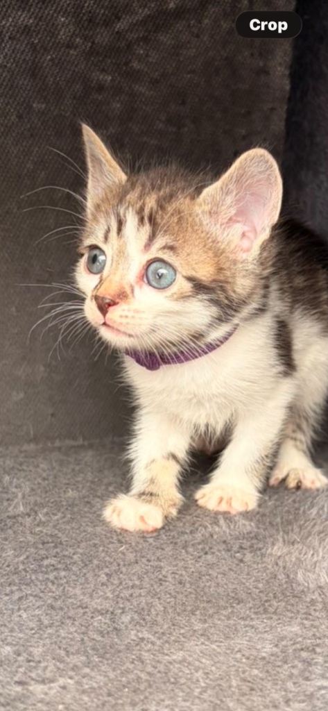 1/2 bengal kittens 