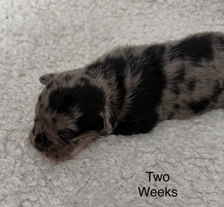 Floodle Puppies French Bulldog / Poochon