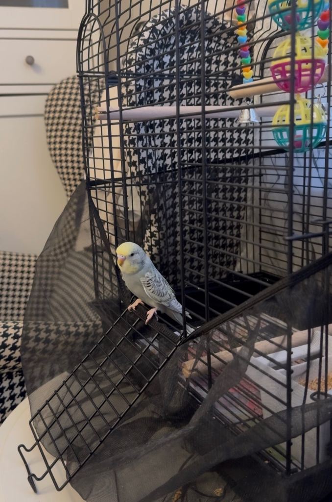 Beautiful Budgie with Black Cage and Accessories