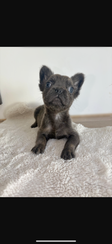 Fluffy French bulldog puppies 