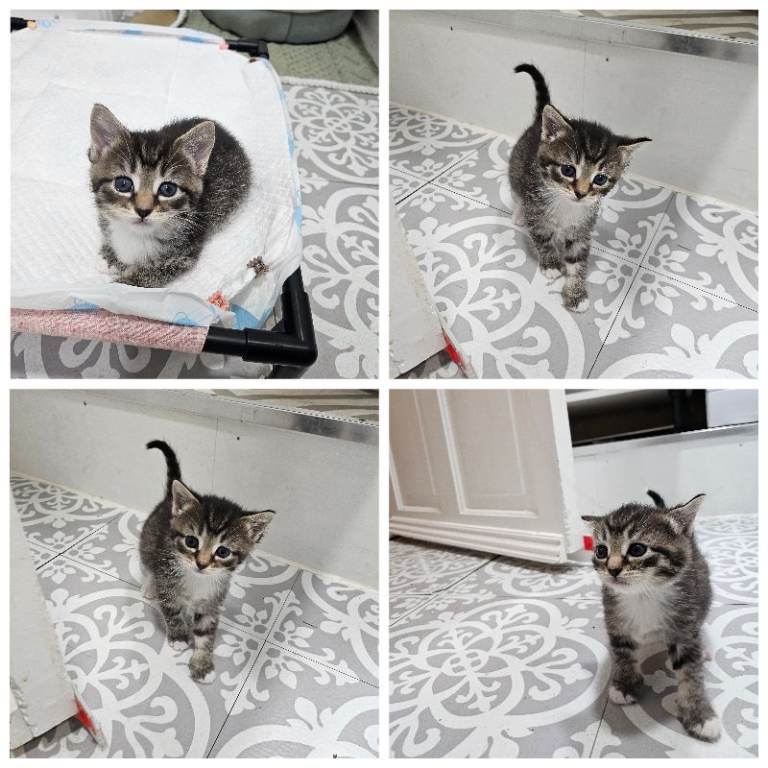 Tabby Girl Kitten 