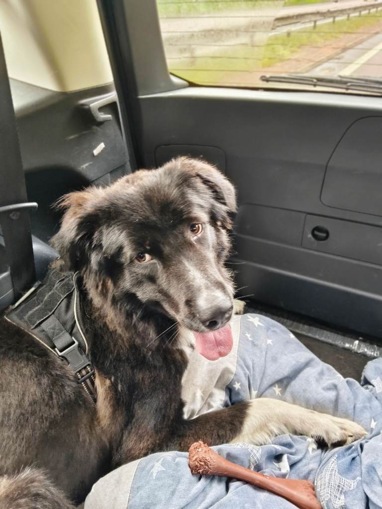 Dog