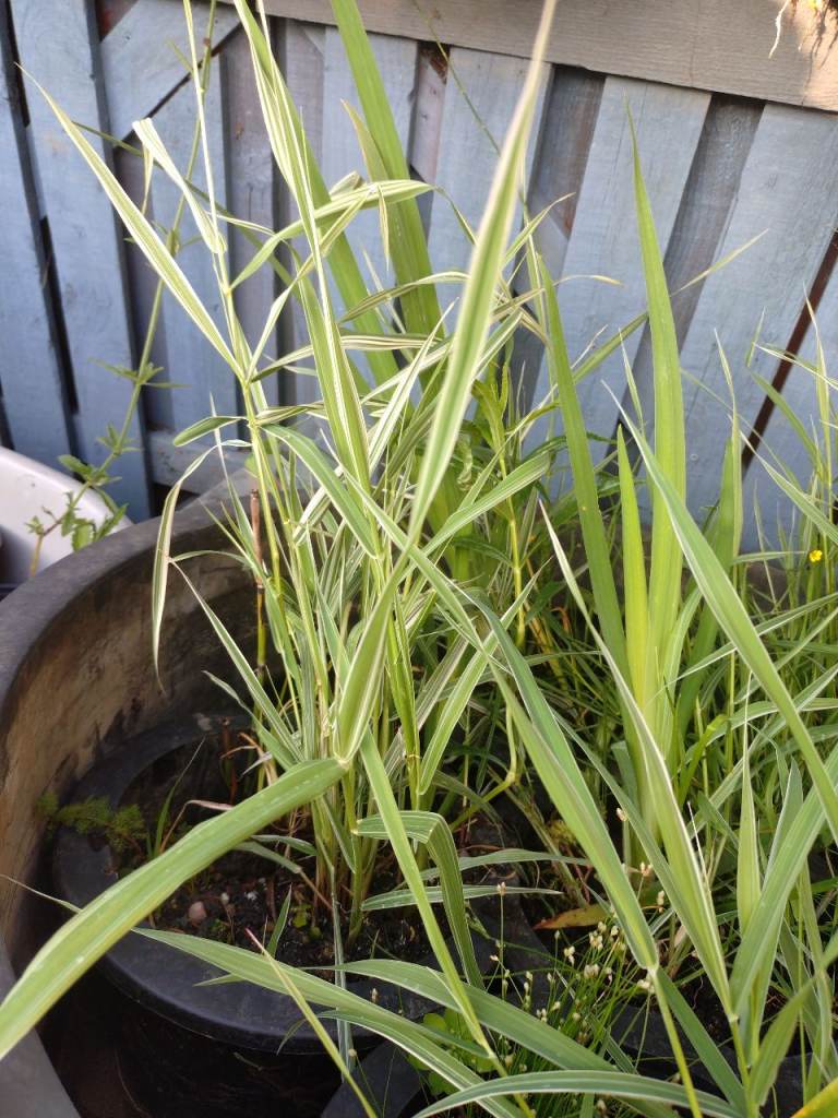 Large Basket of Pond Marginal Plants