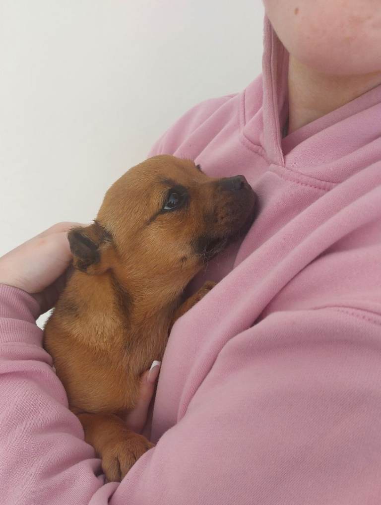 French bull dog cross pom puppy 