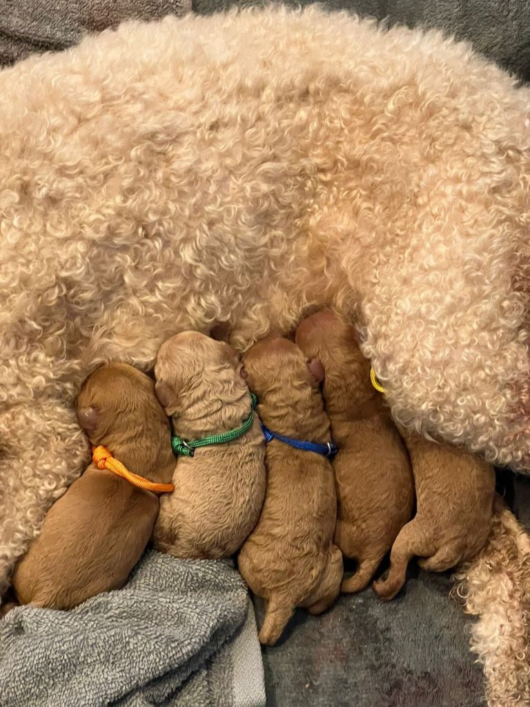 F1B Cavapoo Puppies for sale 