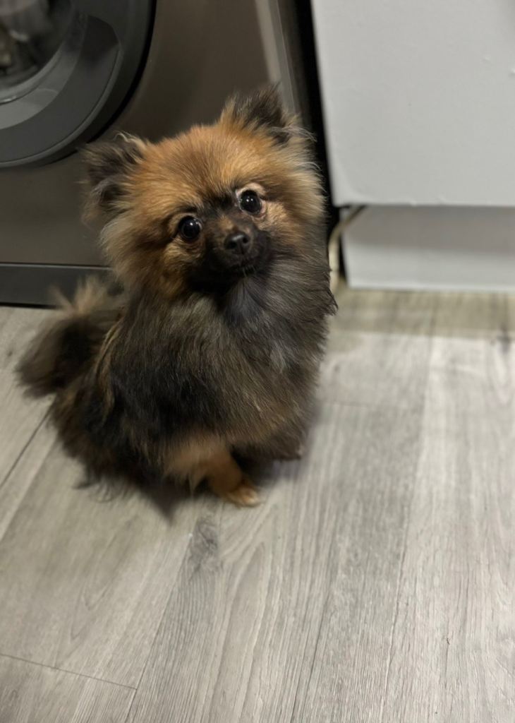 Pomeranian puppy 