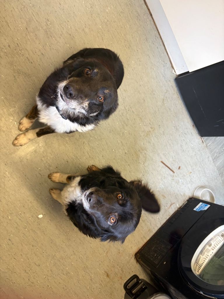 Border Collies For Sale 