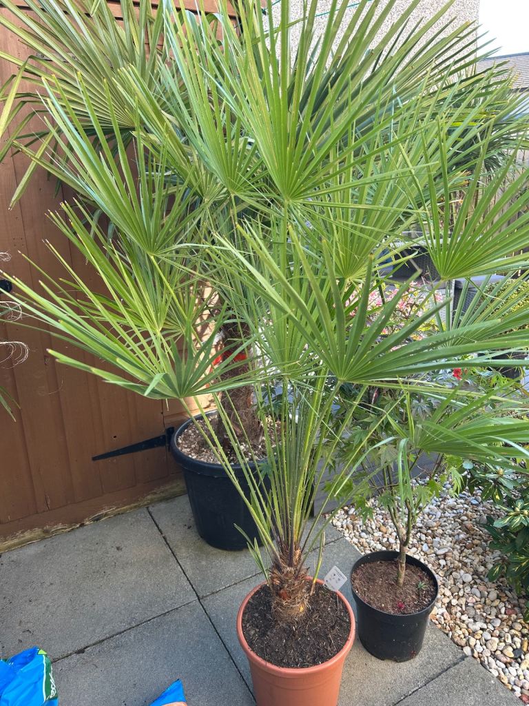 Chamaerops humilis palm tree plant