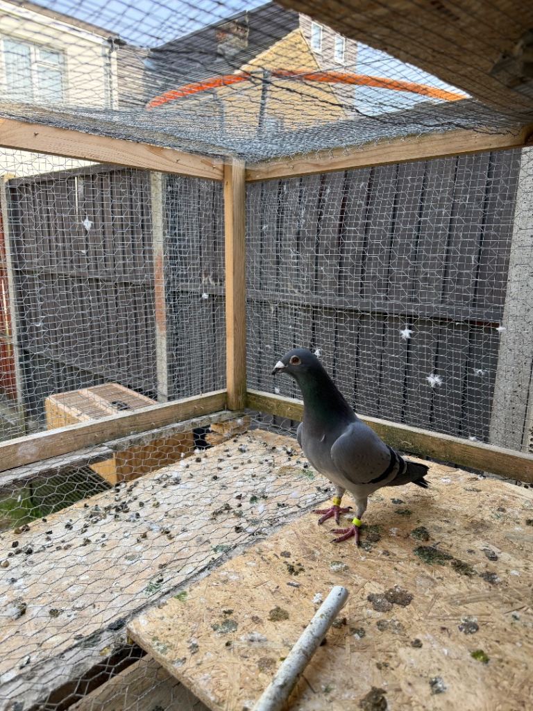 Pigeons 
