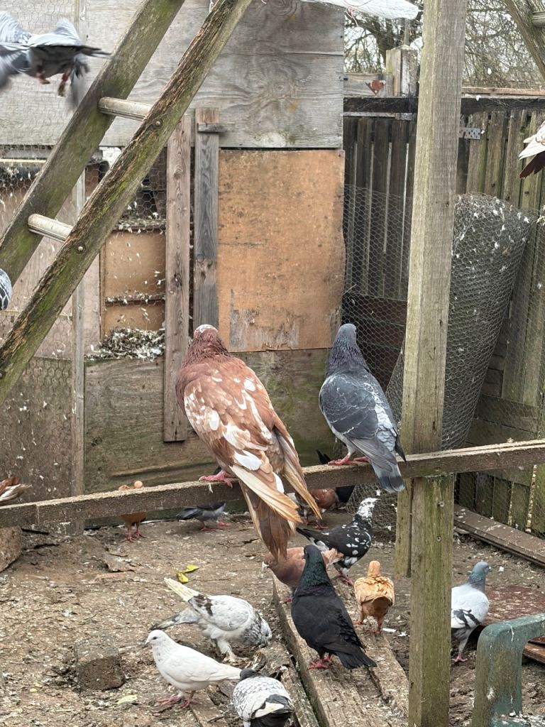 Various types of pigeons available 