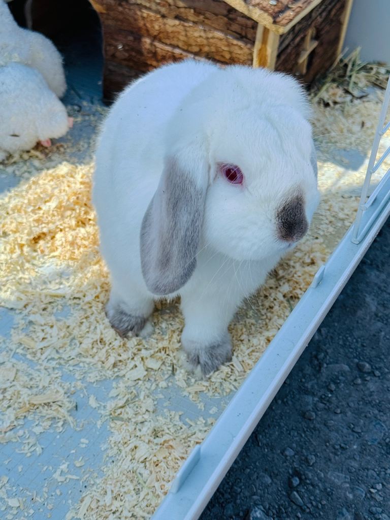 9 Month Old Male Lop Rabbit With Full Setup