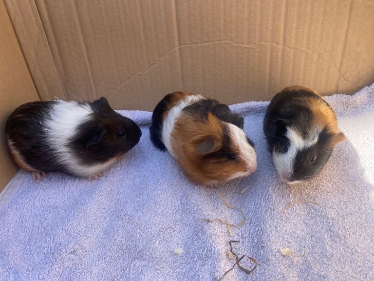 Baby female guinea pigs.  