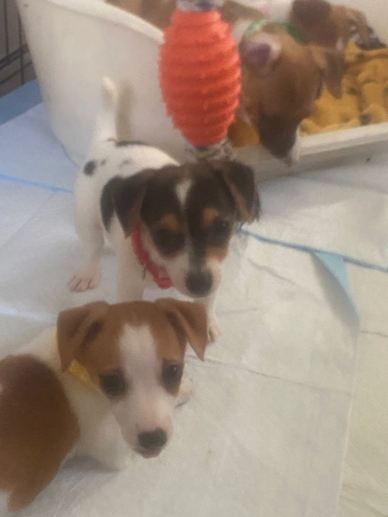 Jack Russell 