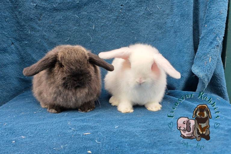 Baby mini lops 