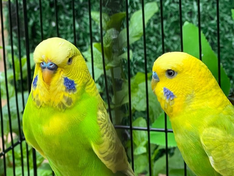 Beautiful Healthy Male Budgie  – Ready Now