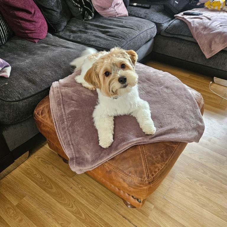 Biewer terrier for sale