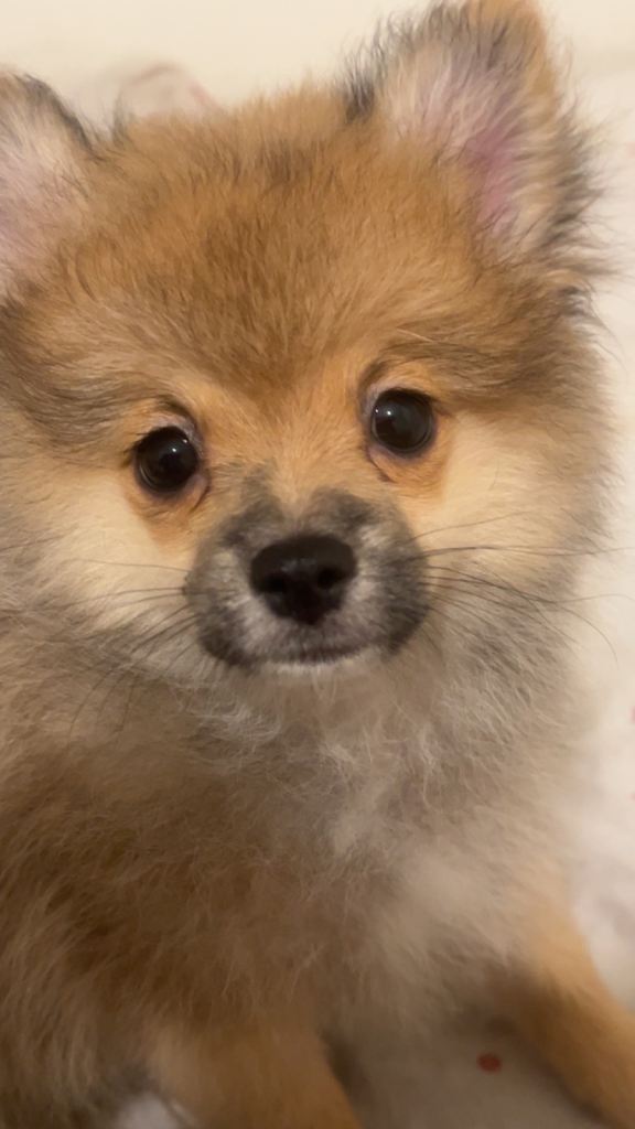 pomeranian puppy