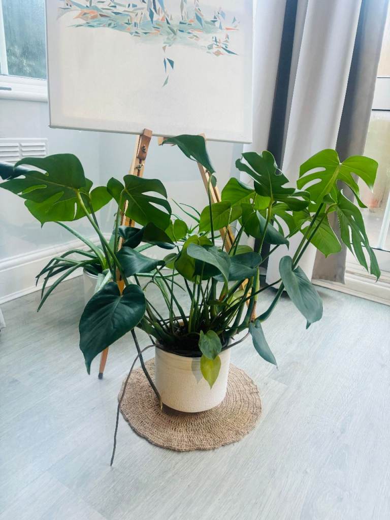 Monstera Deliciosa – 65 cm incl. Ceramic Pot – Healthy