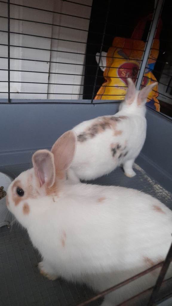 ✨️2 sweet bunnys for sale ✨️
