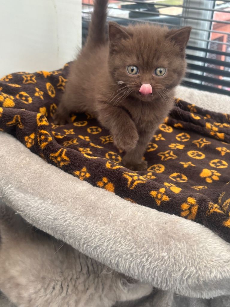 British shorthaired kittens