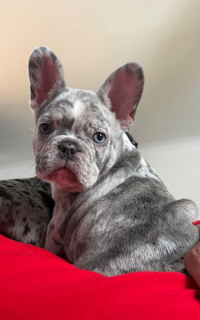 French bulldog puppys 