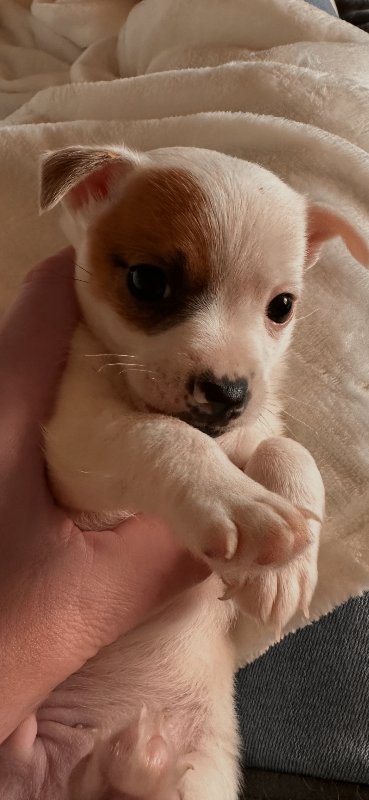 Handsome little man jackchi mix 💝