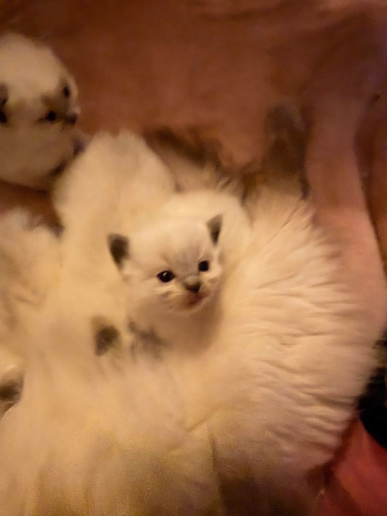 Ragdoll kittens