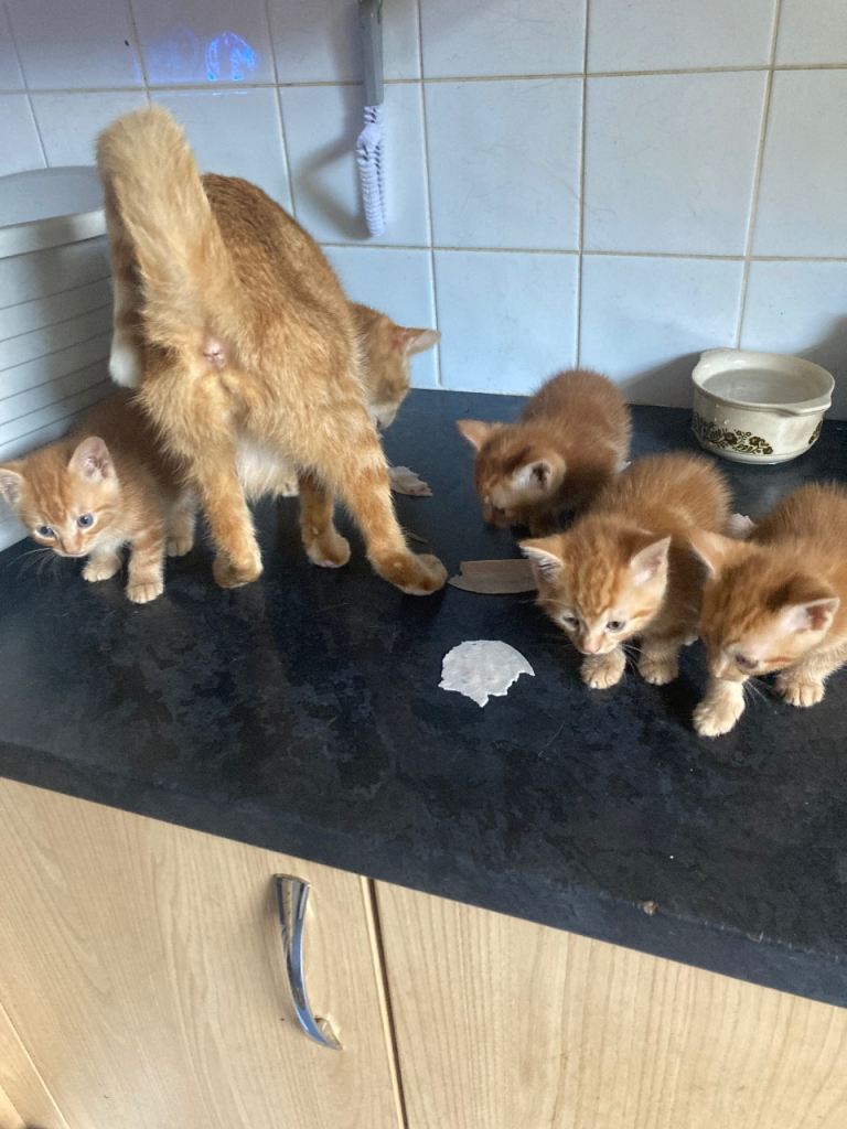 Kittens dark ginger males x4 