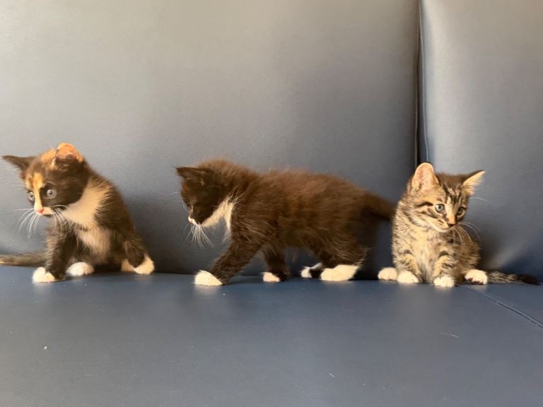 Adorable Kittens