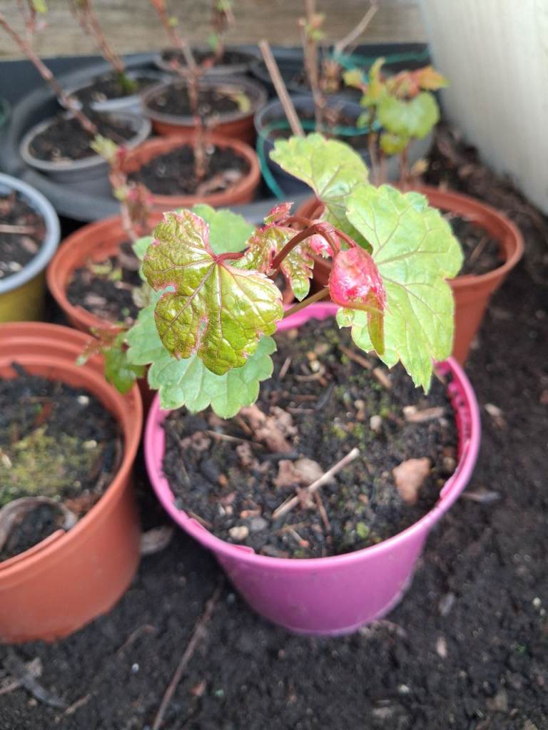 Elegans - climbing plant/shrub, variagated leaf, pink stems and blue berries