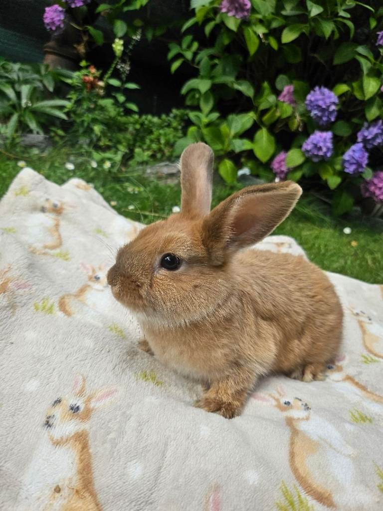 Baby rabbits