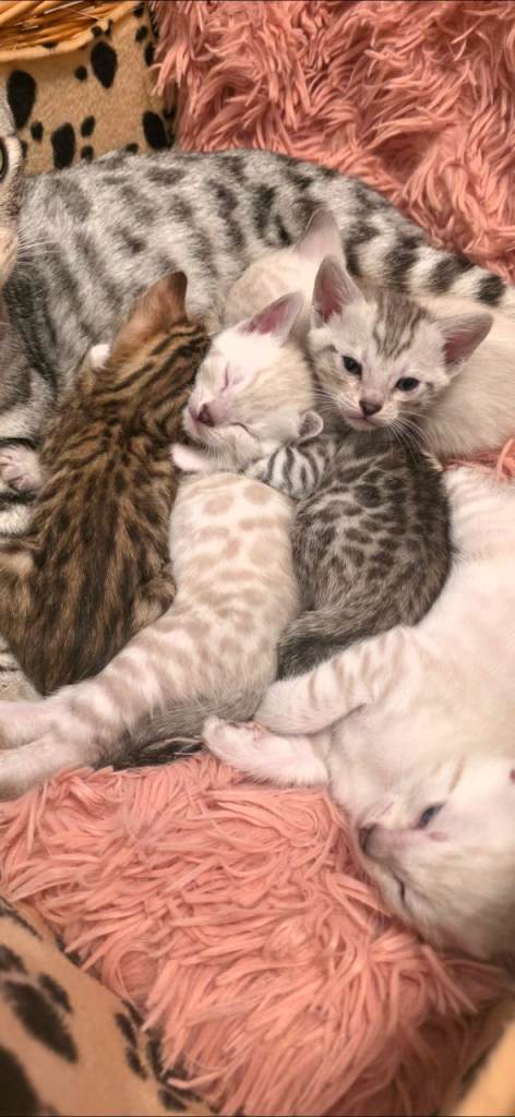 Beautiful Bengal kittens 