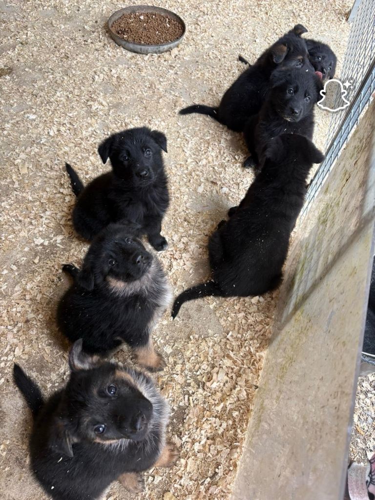  German shepherd pups 