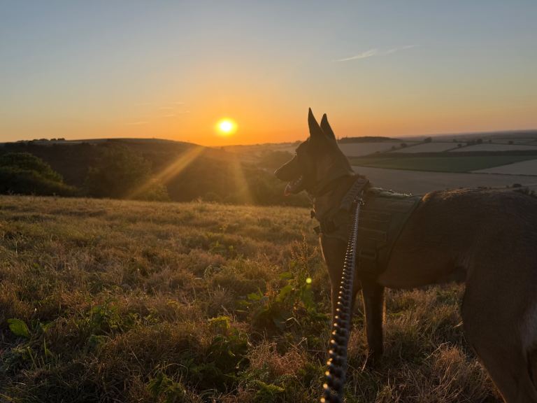 Belgium Malinois 