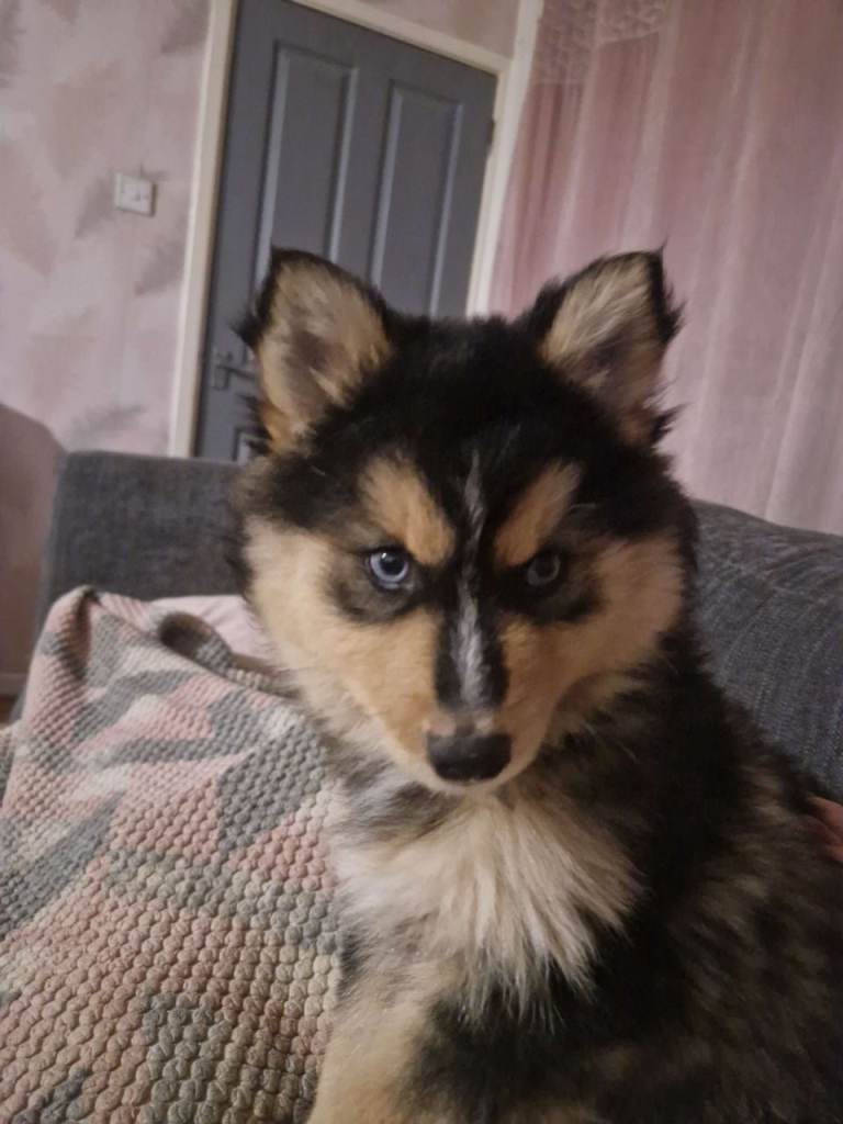 Pomsky male pup ready to go 