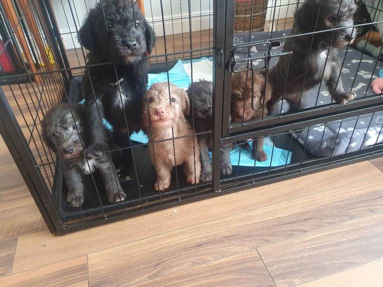 Beautiful Bedlington Terrier Puppies