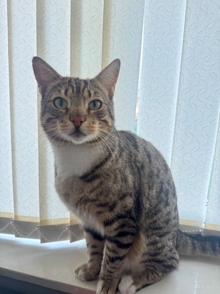 Cross breed Bengal male cat 5 years old 
