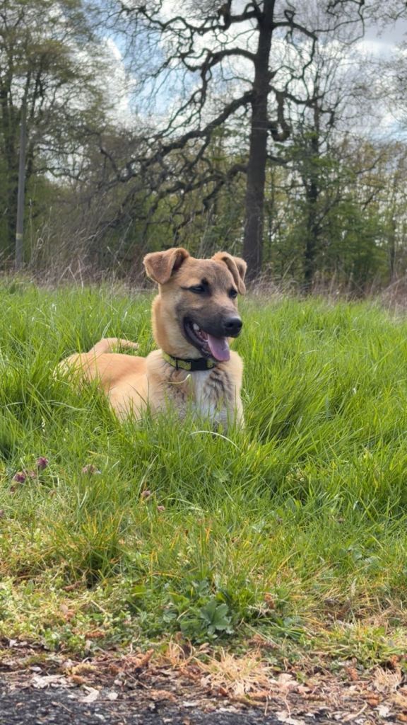 Dog Belgian Malinois 