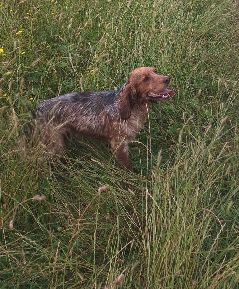 2 years female cocker spainel