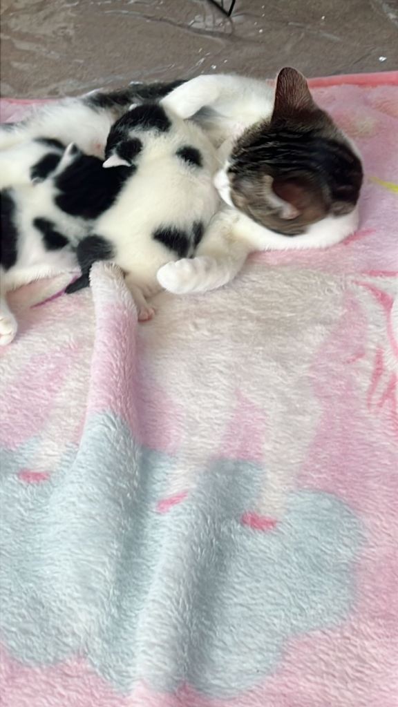 Kittens looking for new home