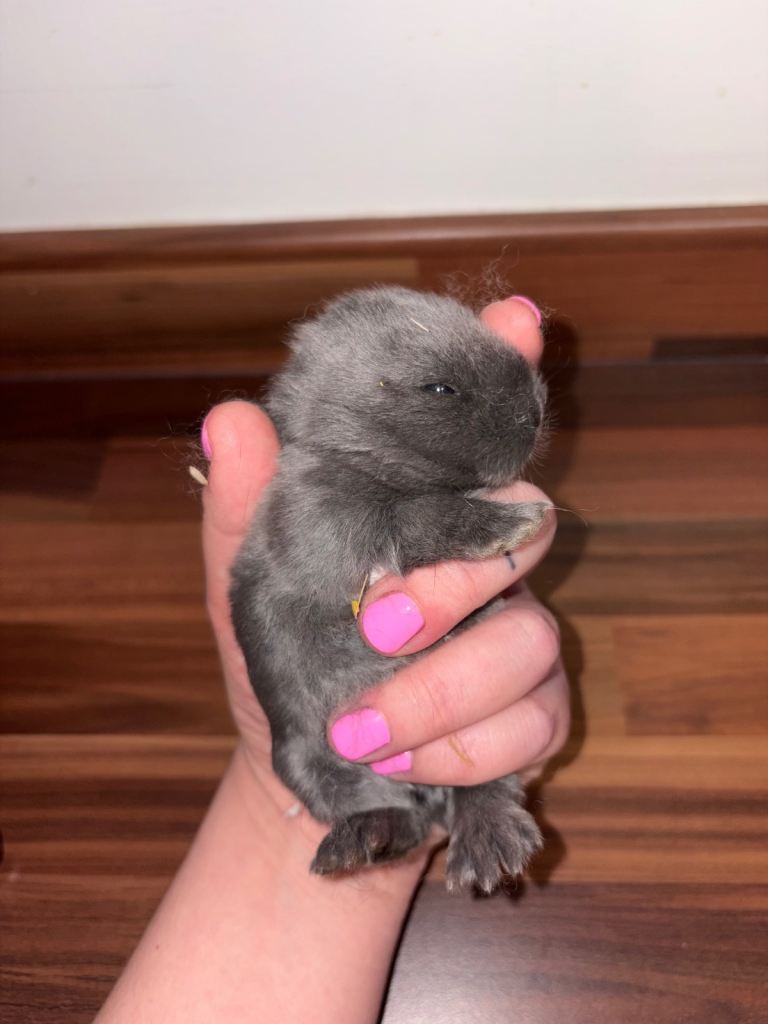 Mini lop bunnies 