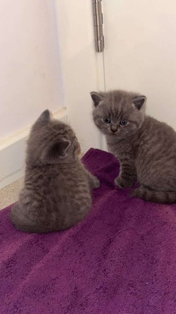 British short Hair kittens