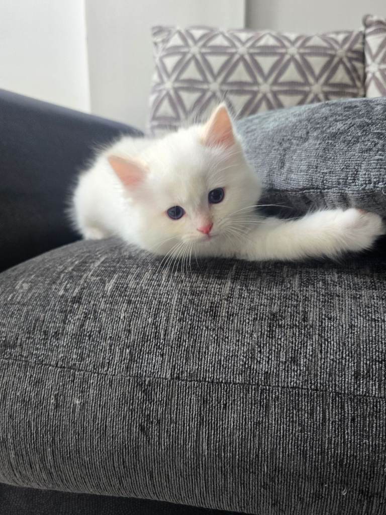 European bloodline ragdoll kittens 
