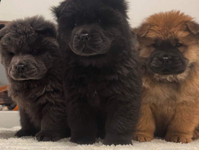 1 Blue girl Chow chow left