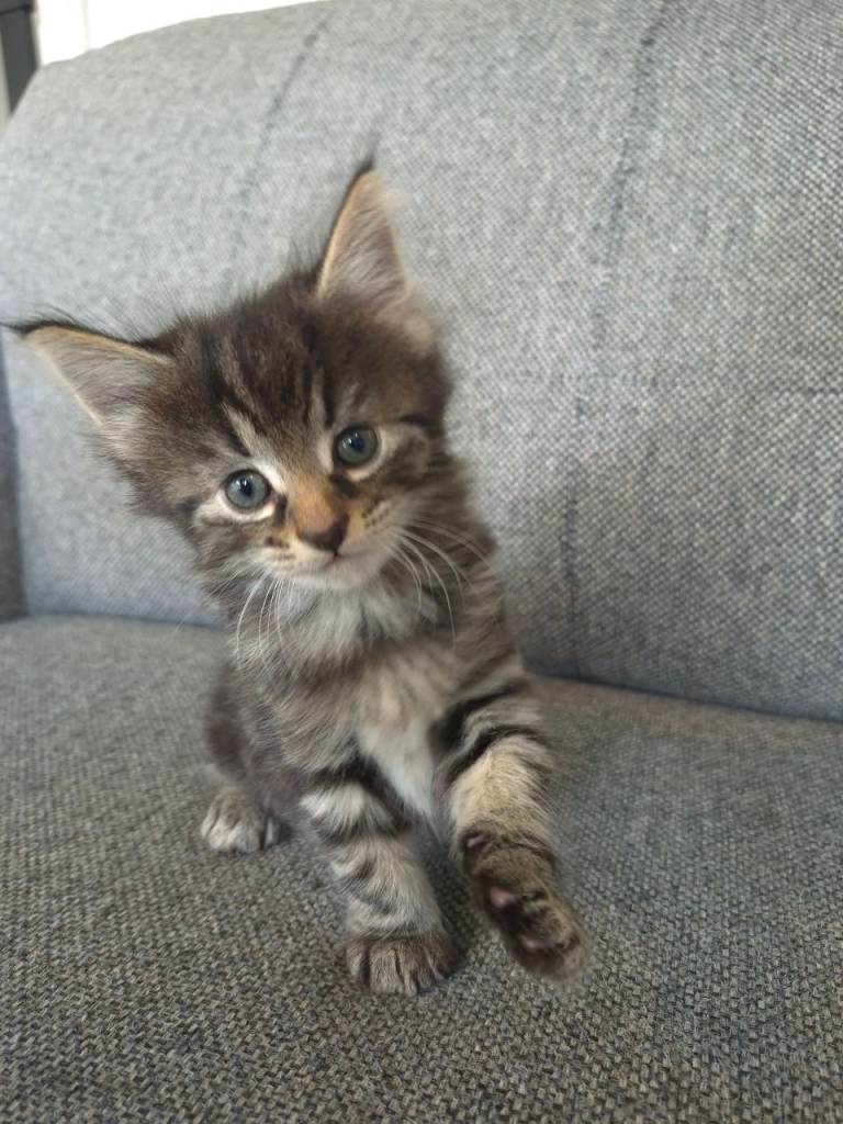 Stunning Tabby Kittens – 6 Weeks Old (£50 Deposit)