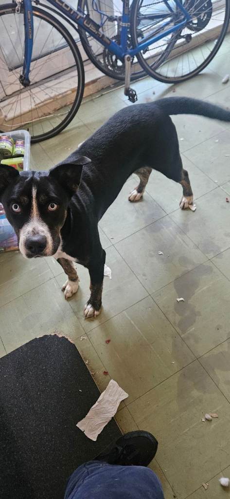 Siberian husky cross cane corse/staffy 